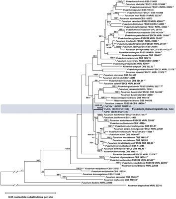 Identification and molecular detection of the pathogen of Phalaenopsis leaf yellowing through genome analysis